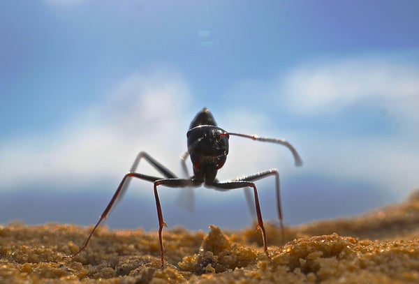 An ant faces the viewer in an extreme close up shot