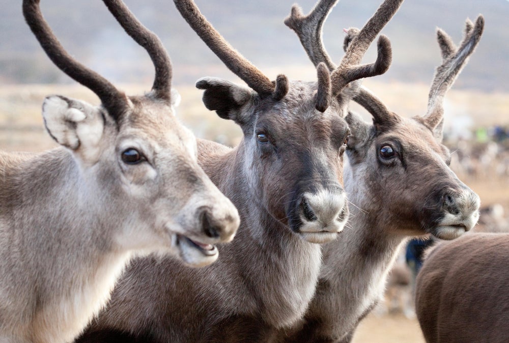 Reindeer Chew Their Food While Napping | Scientific American
