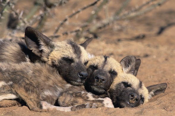 African Wild Dogs Lose Pups to Climate Adaptation 'Trap'