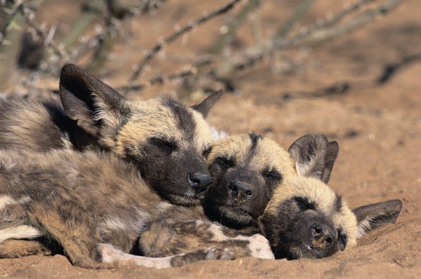 African Wild Dog Pups Huddle Together