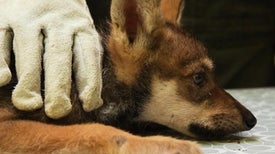 Watch a Wolf Pup Vet Visit