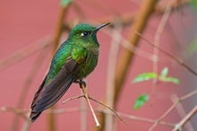 High-Elevation Hummingbirds Evolved a Temperature Trick