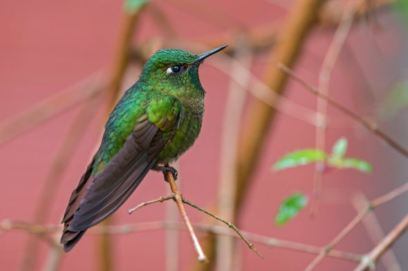 High-Elevation Hummingbirds Evolved a Temperature Trick