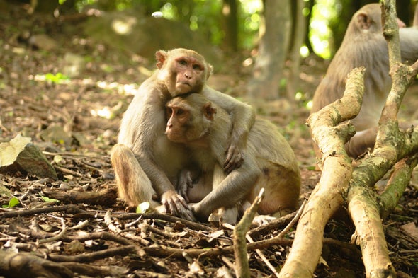 Who's Top Monkey? How Social Status Affects Immune Health