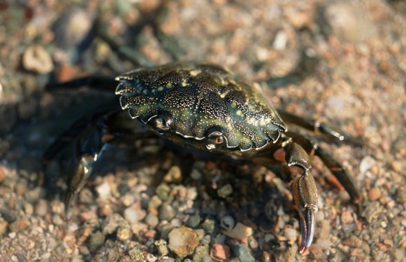 Harm to Table: Turning an Invasive Crab into a Delicacy
