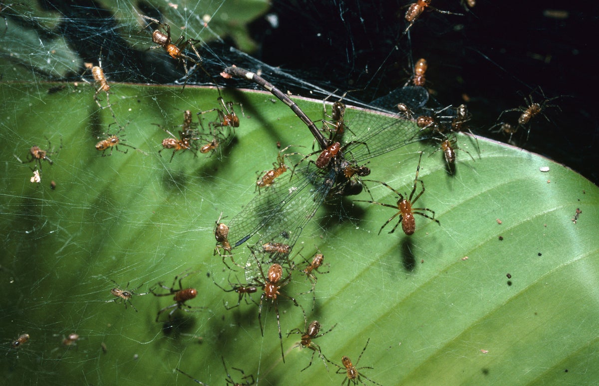 Spiders that hunt in groups synchronise their movement to catch prey