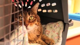 Stem Cell Therapy for Cats