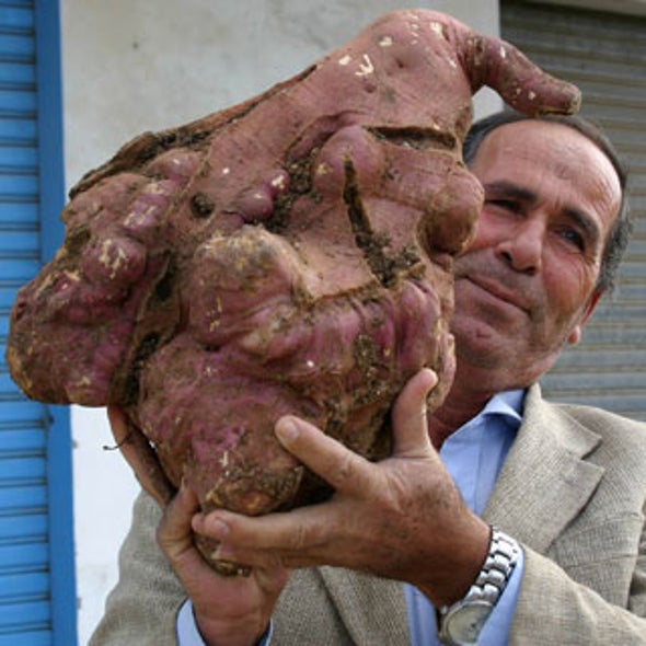 how would you grow the world s biggest potato scientific american