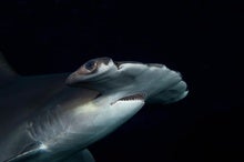 These Sharks Hold Their 'Breath' to Stay Warm