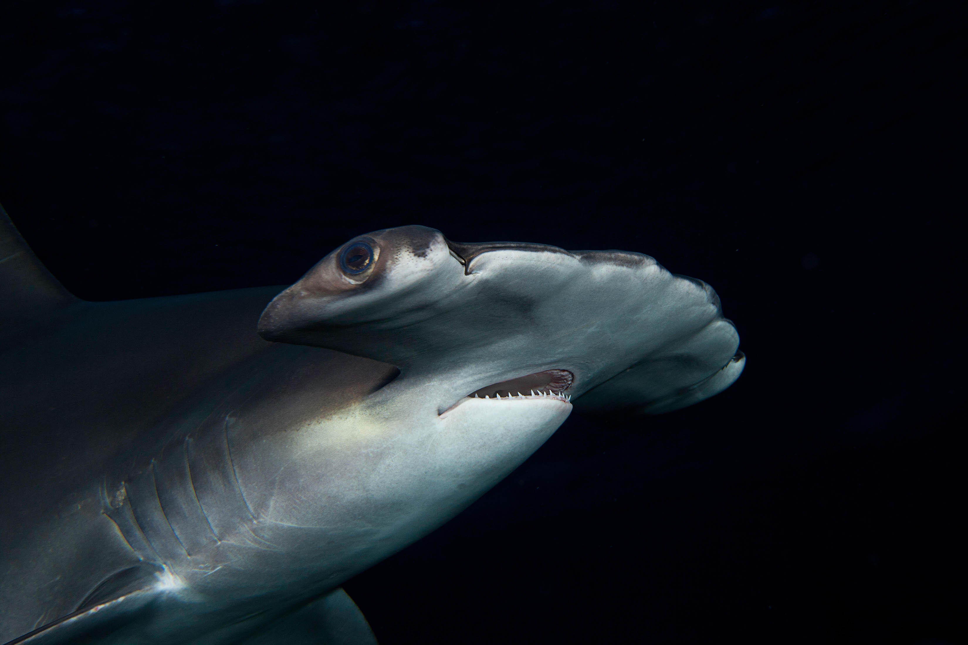 Hammerhead sharks hold their breath on deep water hunts to stay warm