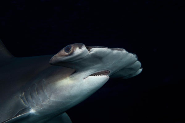 Close-up of shark face