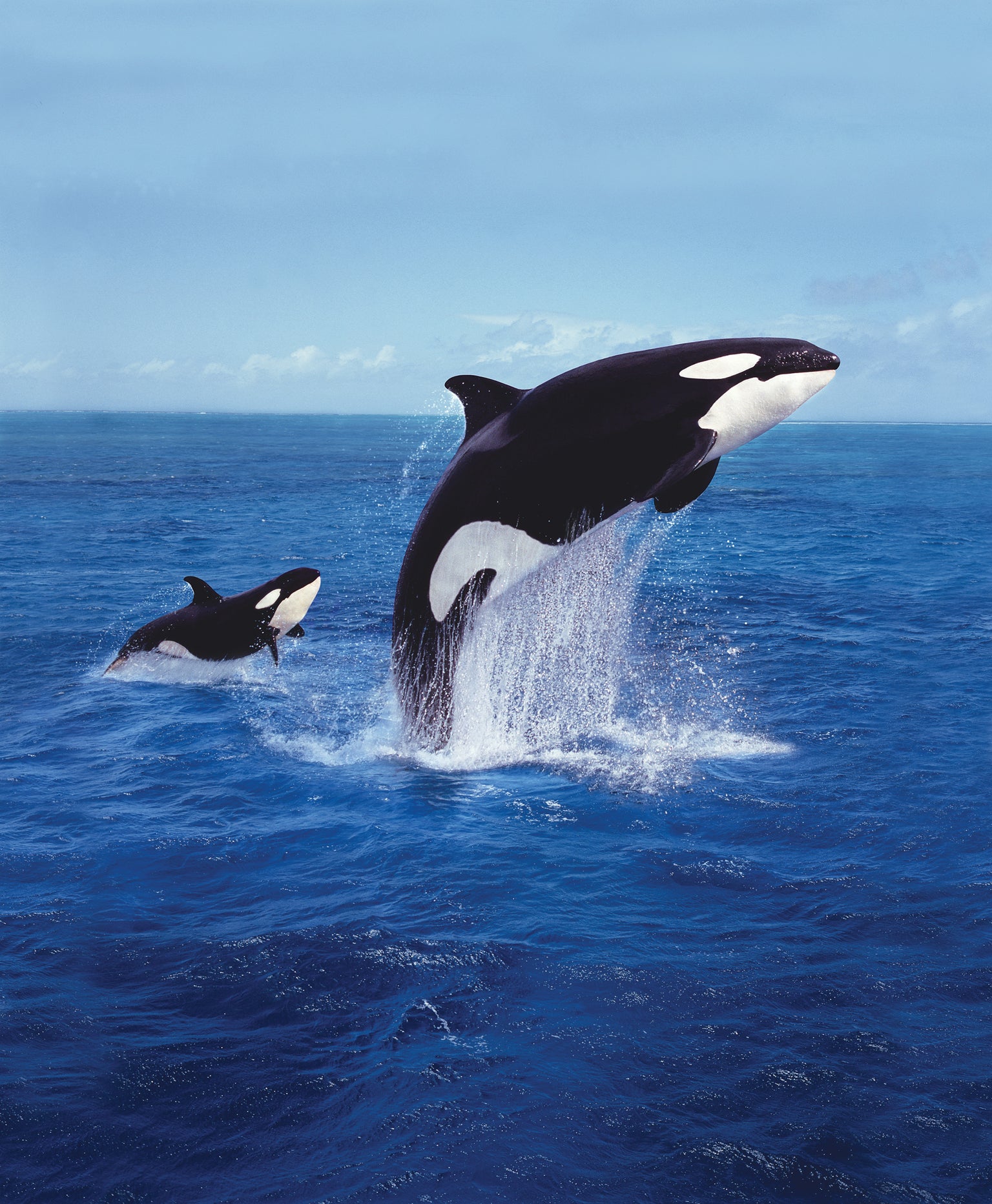 what do killer whales look like