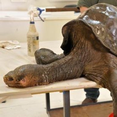 Last-of-Its-Kind Tortoise Gets Royal Treatment from Taxidermists [Slide Show]