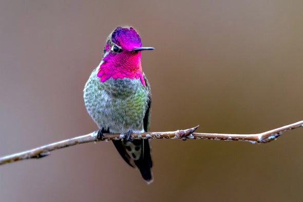 Hummingbirds' Iridescent Feathers Are Still a Bit of a Mystery
