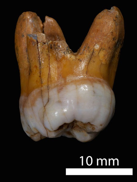 fossilized molar tooth