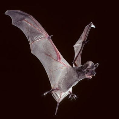 Winged Superlatives: The Ancient and Modern Diversity of Bats