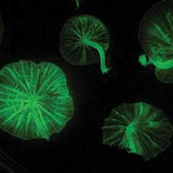 Flashy Fungi: Researchers Still in the Dark over Glowing Jungle Mushrooms