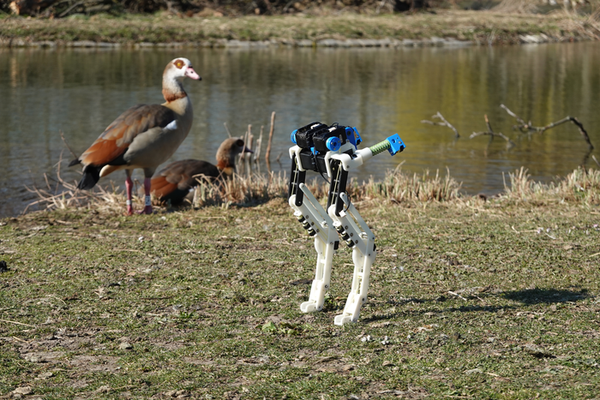 Bird robot hanging out with real birds.
