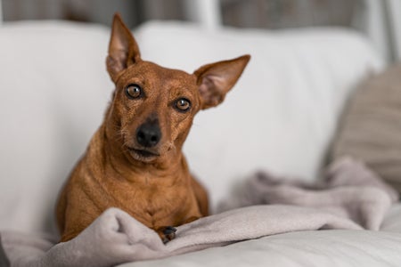 A small brown dog with pointy ears looks at directly at the camera