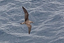 Shorebird Learns Long Migration Routes