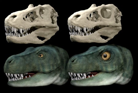 T. rex skull and life reconstruction.