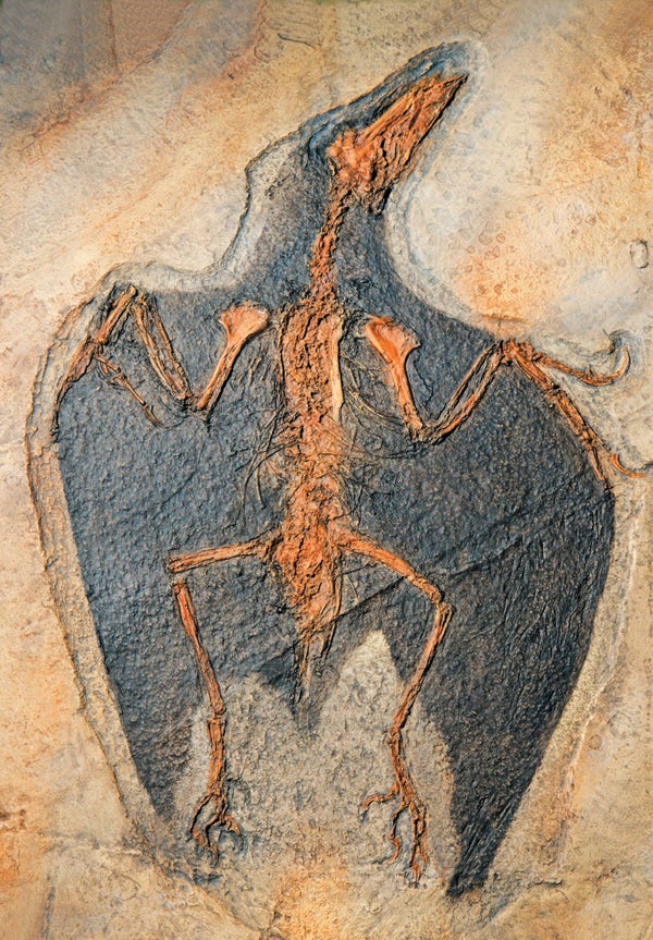 An orange and gray fossil of a bird embedded in light brown rock.