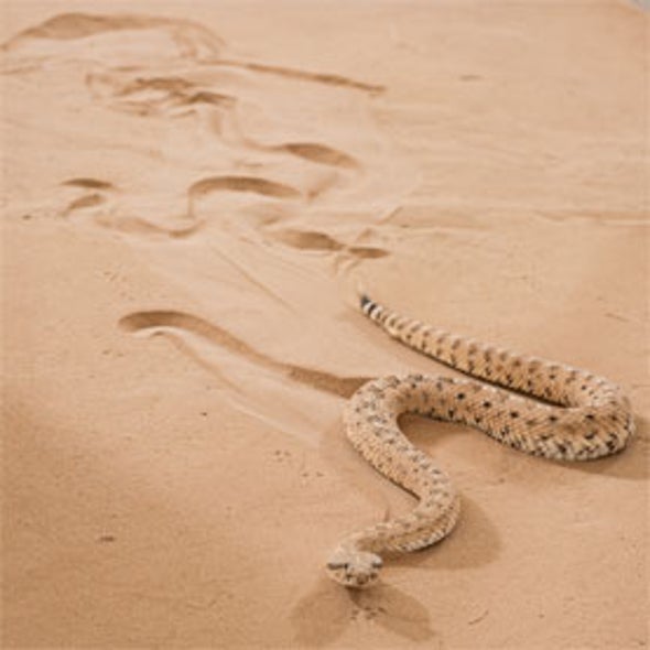 Move Over Rover: Snakebot Slithers Like a Sidewinder [Video ...