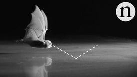 Smooth Surfaces Are a Bat Blind Spot