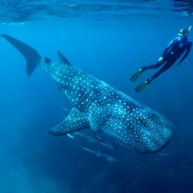 How to Love a Whale Shark
