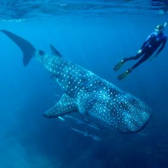 How to Love a Whale Shark
