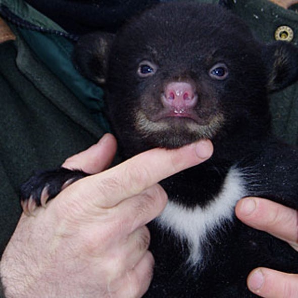 10 Lessons Medicine Can Learn from Bears