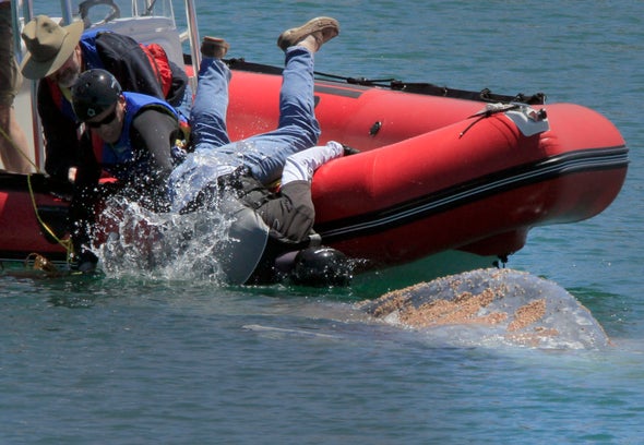 Ocean Heat Waves Linked to Rise in Whale Entanglements