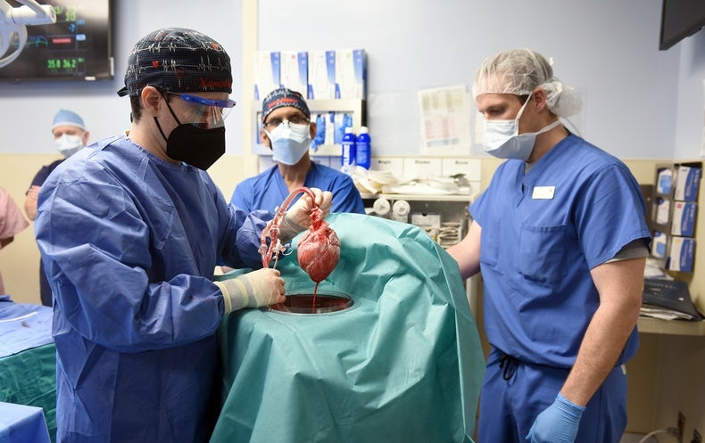 Surgeons Transplant Pig’s Heart into Dying Human Patient in a First