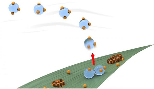 Wheat Plants "Sneeze" and Spread Disease