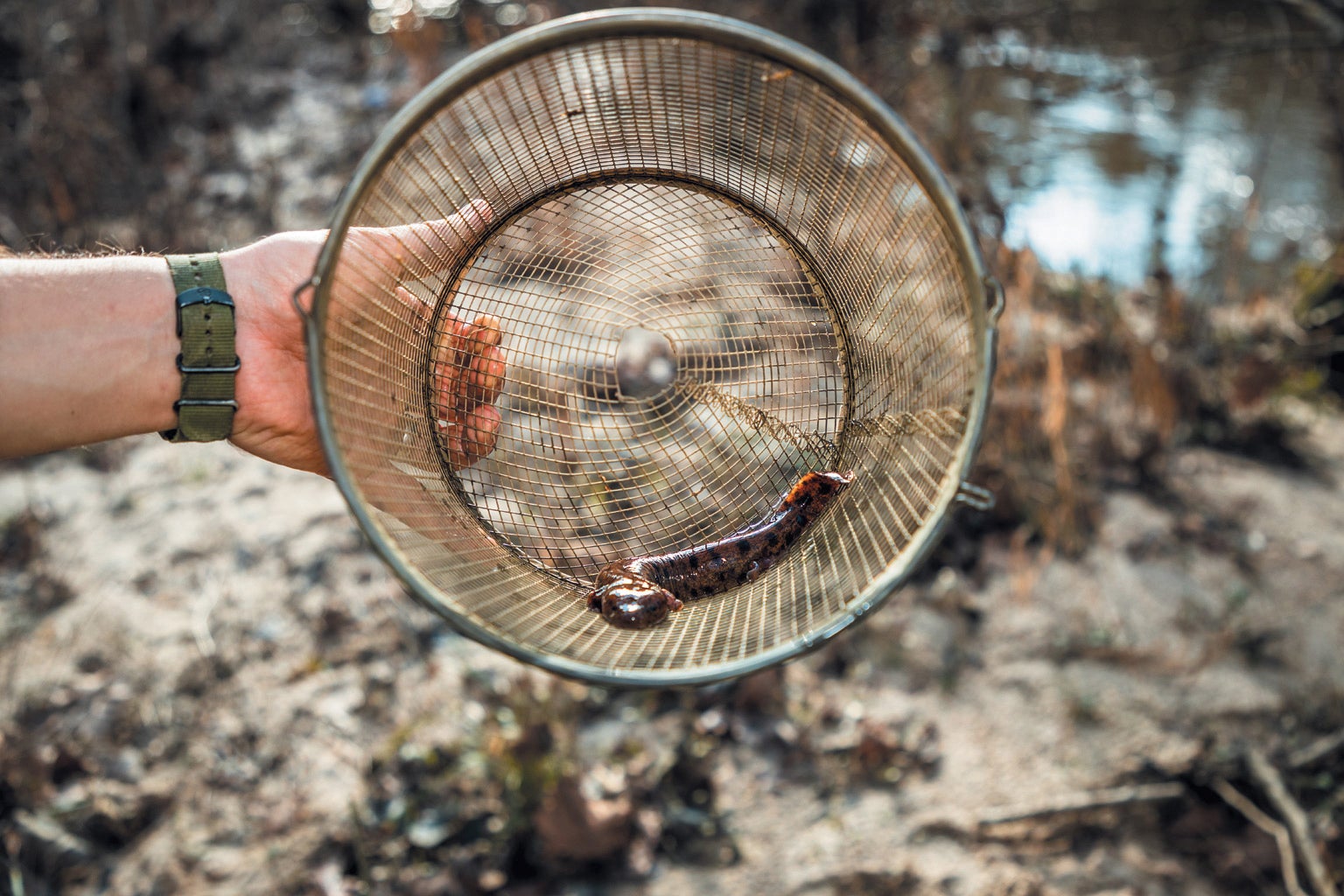 Hand holding a nest with a salamander inside.