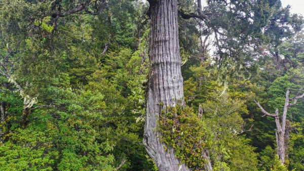 A giant tree in a forest