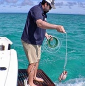Lowering the bait--a grouper's massive head.