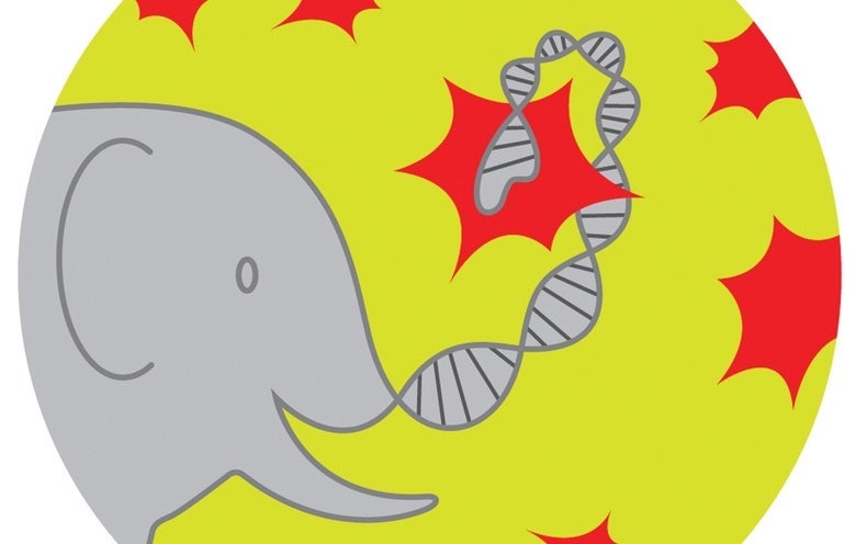 Why Elephants Don't Get Cancer - Scientific American