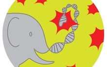 Why Elephants Don't Get Cancer