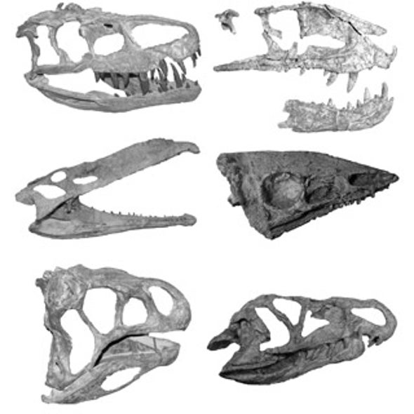 Was the Dinosaurs' Long Reign on Earth a Fluke?
