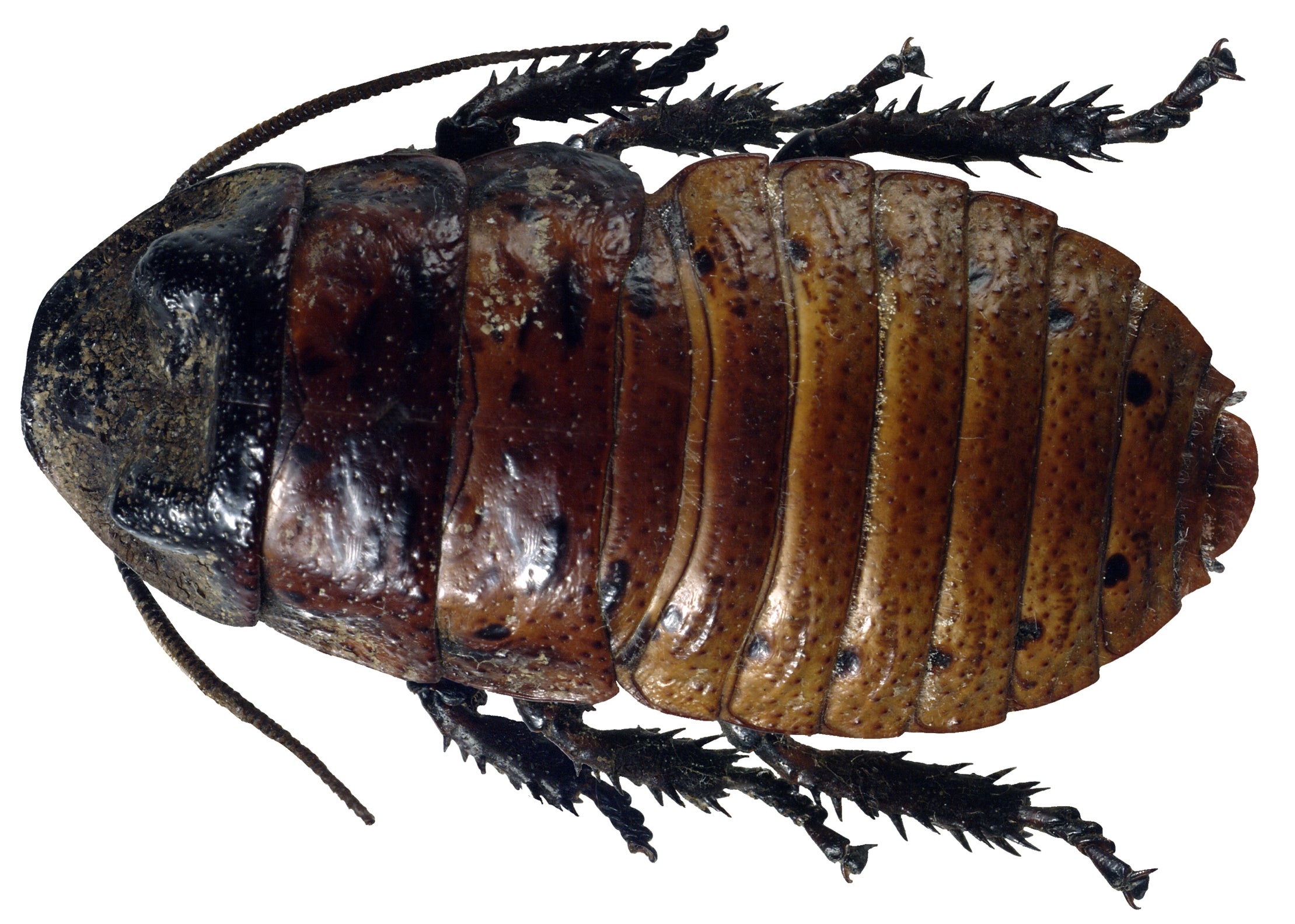 Cockroach Caca Contains Chemical Messages Made by Microbes | Scientific  American