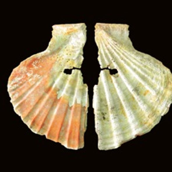 Heavy Brows, High Art?: Newly Unearthed Painted Shells Show Neandertals Were <i>Homo sapiens</i>'s Mental Equals