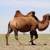 Wild Bactrian Camel <i>Camelus bactrianus</i>