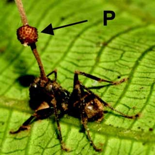 Fungus Makes Zombie Ants Do All the Work