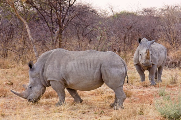 Species Fate at Stake as South Africa Considers Rhino Horn Trade