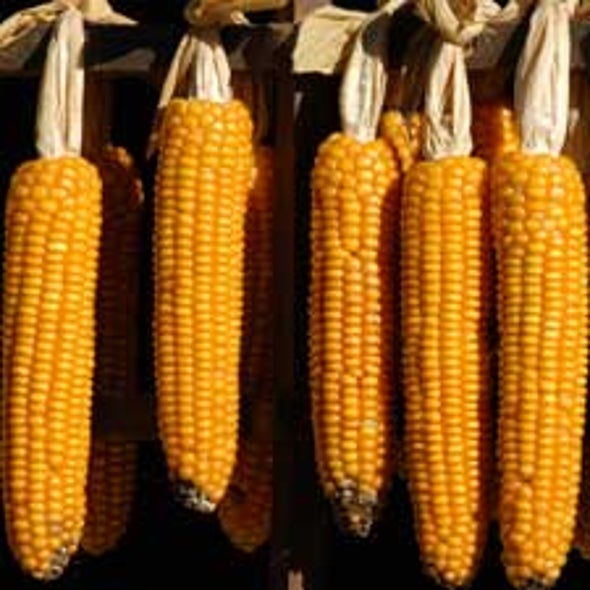 Cracked Corn: Scientists Solve Maize's Genetic Maze