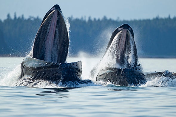 fossil of oldest known baleen whale relative unearthed in peru
