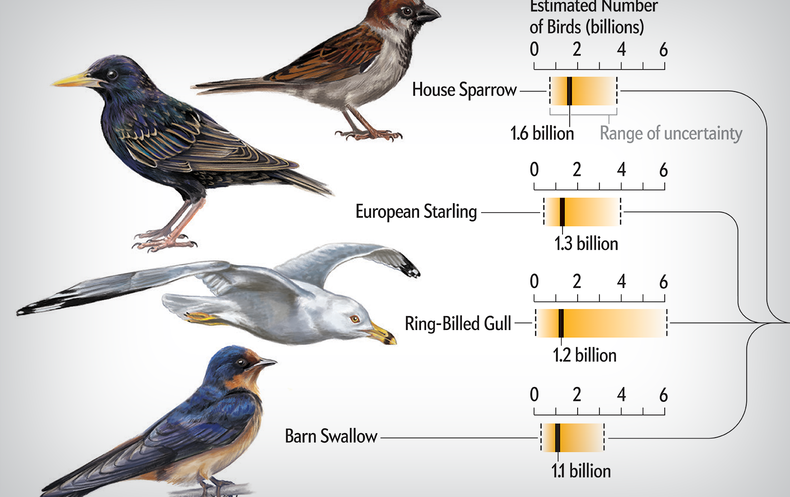 Bird Species Abundances, from Biggest to Smallest - Scientific American