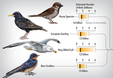 Bird Species Abundances, from Biggest to Smallest