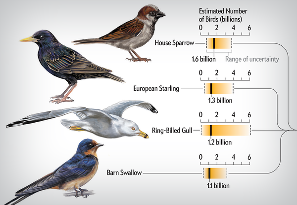Chart shows global abundance estimates for four bird species.